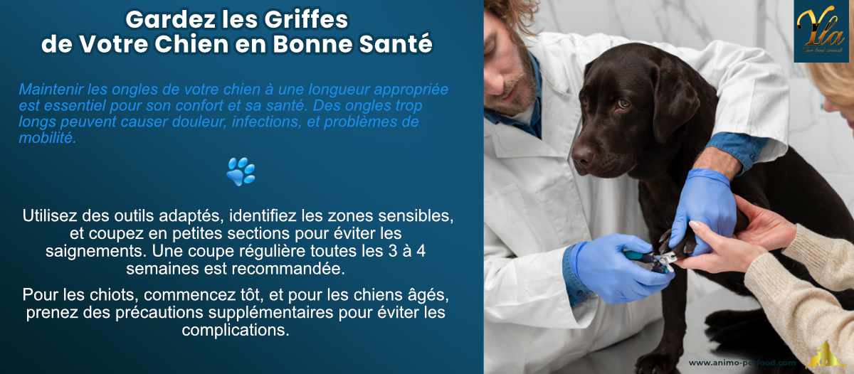 Couper les ongles de votre chien régulièrement est essentiel pour sa santé.